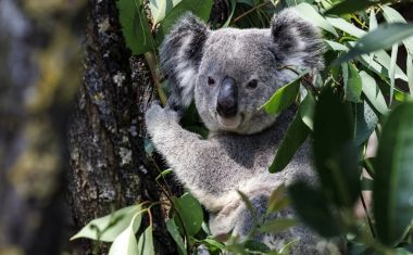 Cientistas estão congelando óvulos e espermatozoides de coalas para proteger a espécie da extinção