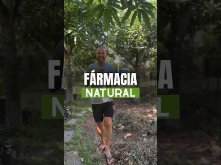 EU NÃO VOU À FARMÁCIA… EU VOU AO MEU POMAR AGROFLORESTAL
