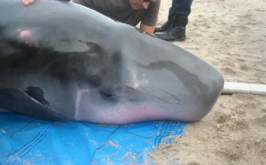 Cientistas encontraram bactérias misteriosas dentro de uma das baleias mais esquivas do oceano