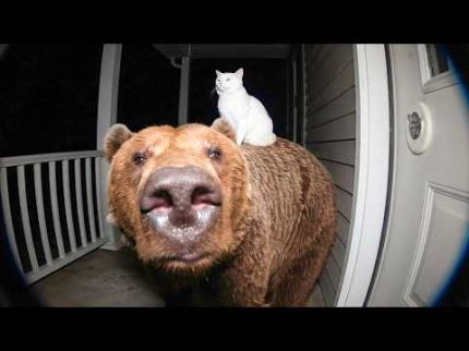 QUANDO SEU ANIMAL DE ESTIMAÇÃO TRAZ UM AMIGO PARA CASA