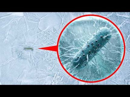 Cientistas acharam algo vivo a 3 km sob o gelo da Antártida