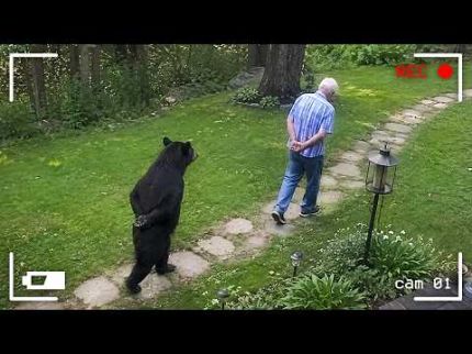 ESSES URSOS DESAJEITADOS FARÃO VOCÊ RIR