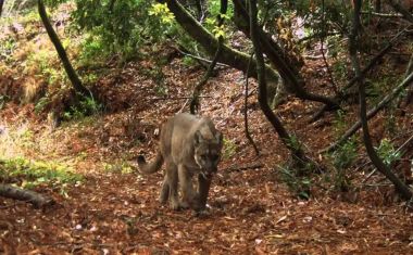 Os pumas mudaram tudo nesta pequena reserva da Califórnia