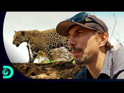 Parker Presencia Ataque de Onça a Jacaré no Brasil | Febre do ouro: O desafio de Parker | Discovery