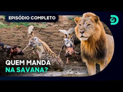 GUERRA COMEÇOU! Os predadores mais perigosos da África entram em confronto | Reino Selvagem
