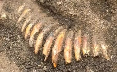 Escavações na Polônia revelam homem da Idade da Pedra enterrado com cabeças decapitadas e um colar de dentes
