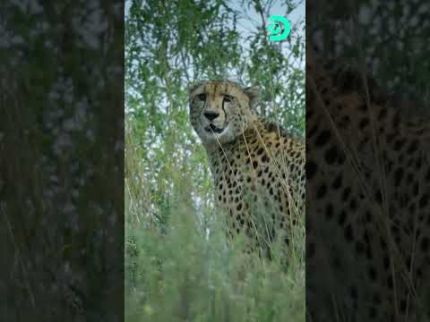 Irmãos guepardos enfrentam leões após sobreviver à enchente | Natureza Extrema