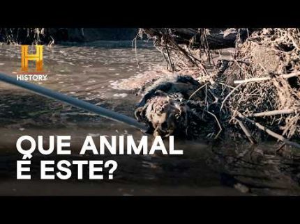Animal desconhecido é encontrado no rancho | O SEGREDO DO RANCHO SKINWALKER | HISTORY