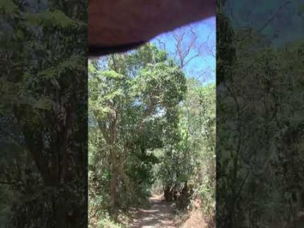 Natureza cura quase tudo.
