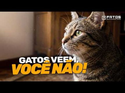 Coisas estranhas que apenas gatos podem ver, sentir e escutar...